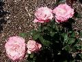 Outta the Blue Rose / Rosa 